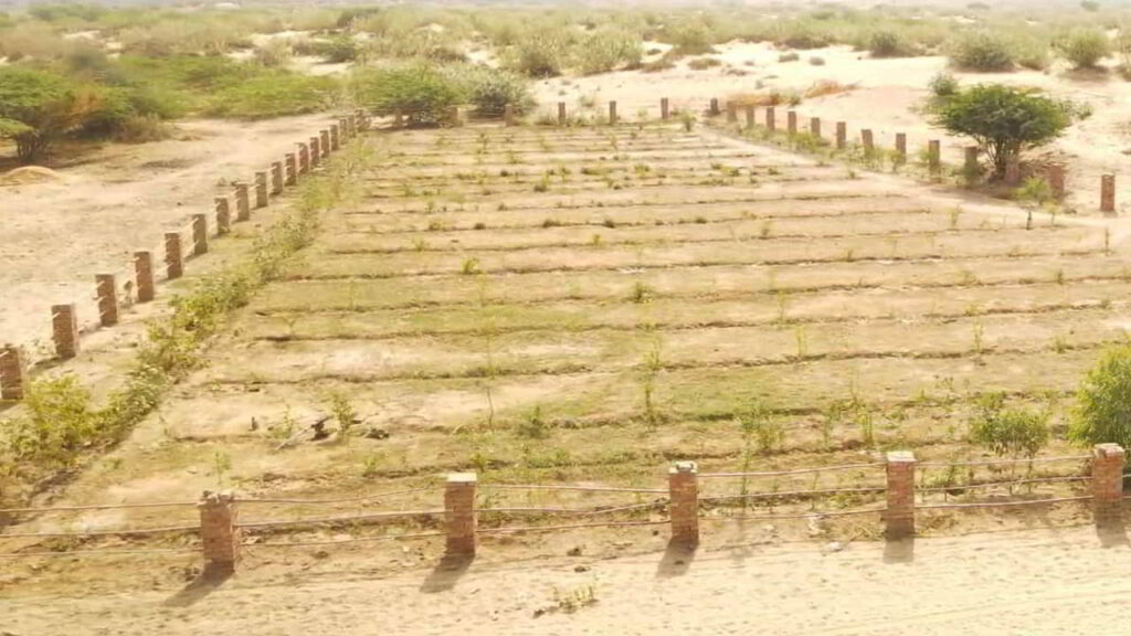 Food Forest in Cholistan