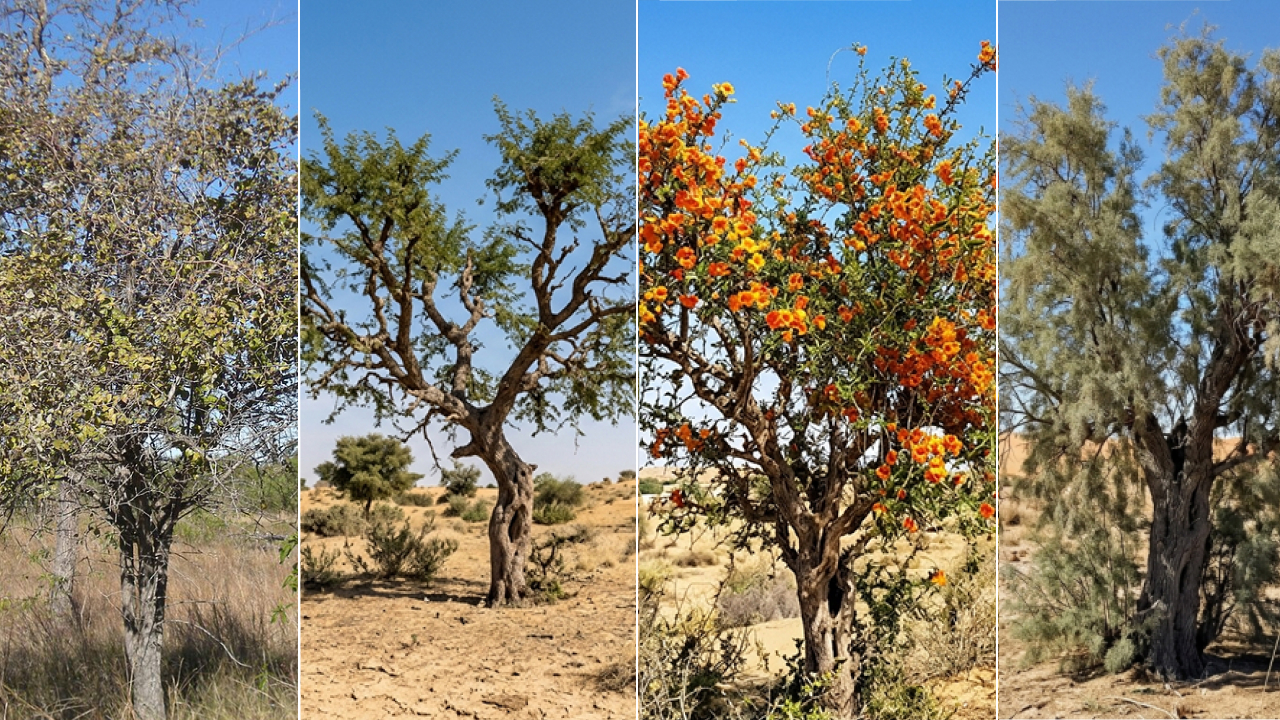 Desert trees in Pakistan