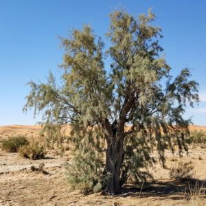 A single tree with green leaves in a dry desert