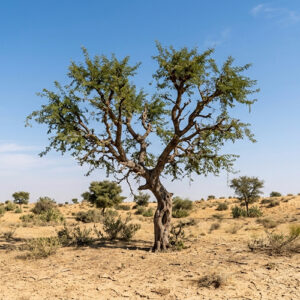 A single green tree in a dry, sandy desert