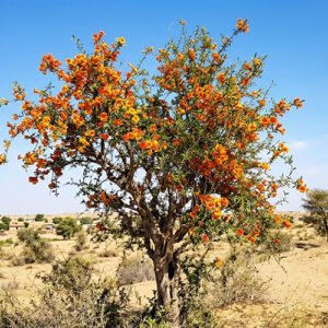Rohida tree with orange flowers in the desert